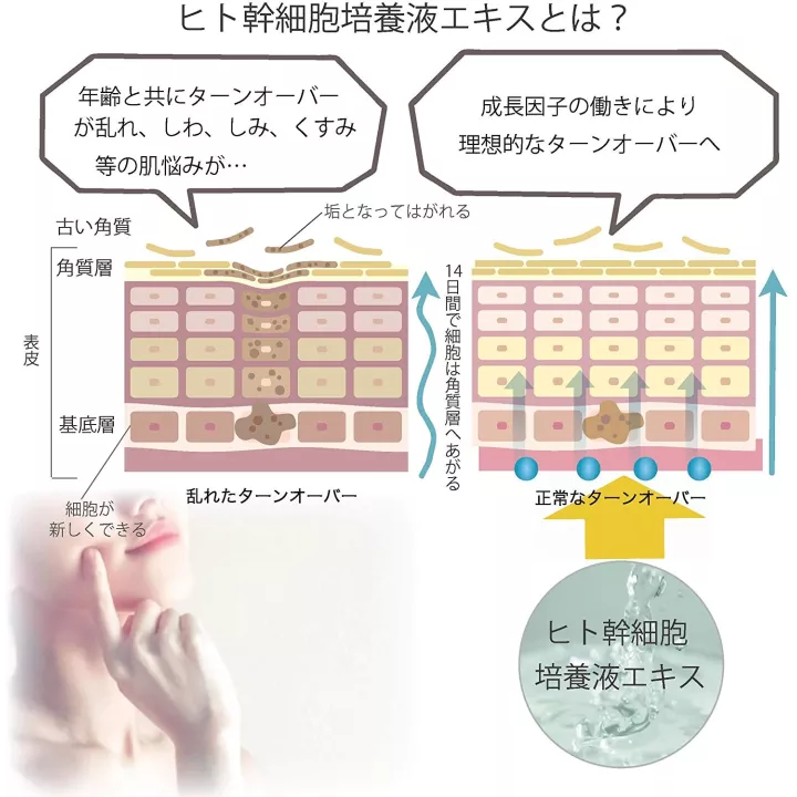 copy of | Rose Kaori